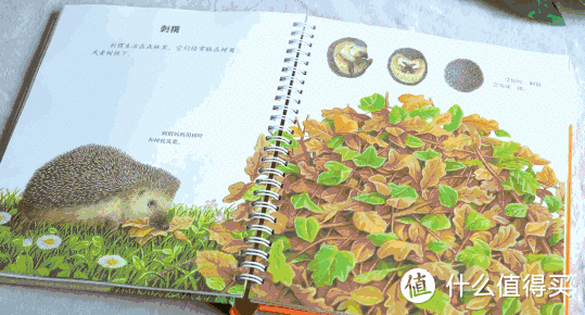 拯救好奇心!法国国宝级科普启蒙书,从这里第一次发现世界